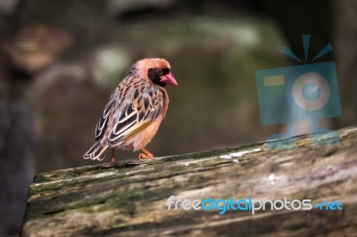 Red-billed Quelea (quelea Quelea) Stock Photo