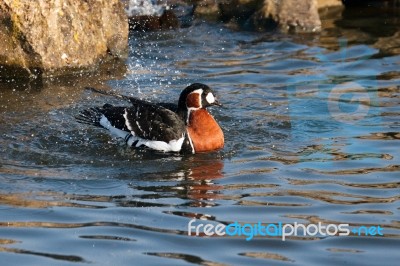 Red-breasted Goose (branta Ruficollis) Stock Photo