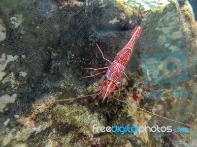 Red Camel Shrimp On Rock Under Water Stock Photo