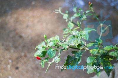 Red Chili Peppers On The Tree In Garden Stock Photo