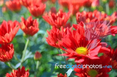 Red  Chrysanthemum In Gardenn Stock Photo