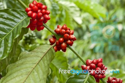 Red Coffee Beans Ripe On The Branch Of Coffee Plant Stock Photo