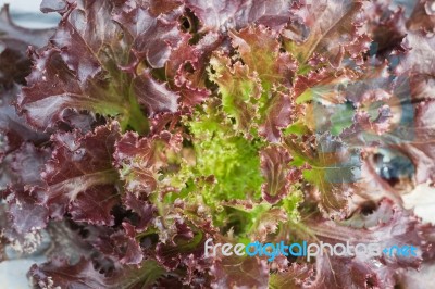 Red Coral Salad Plant In Organic Farm Stock Photo
