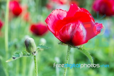 Red Corn Poppy With Flower Bud Stock Photo