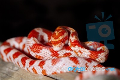 Red Corn Snake Stock Photo