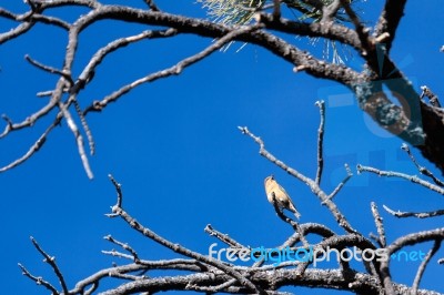 Red Crossbill (loxia Curvirostra) At Bryce Canyon National Park Stock Photo