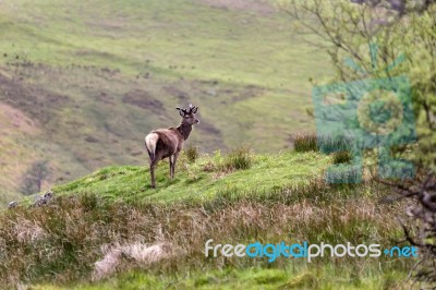 Red Deer (cervus Elaphus) Stock Photo