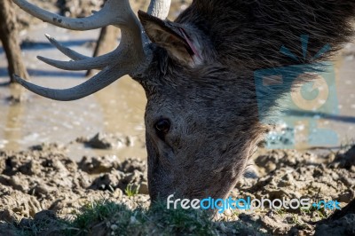 Red Deer (cervus Elaphus) Stock Photo