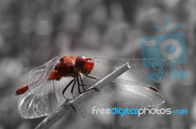 Red Dragonfly Stock Photo