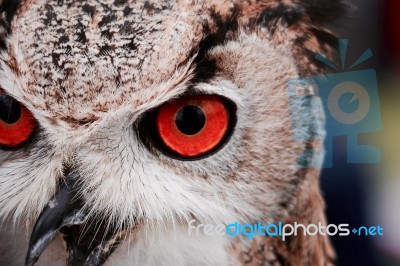 Red Eyed Owl Stock Photo
