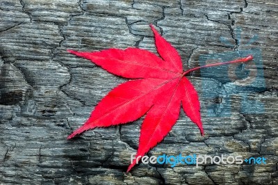 Red Fall Maple Leave On Black Burnt Wood Stock Photo