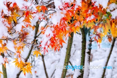Red Fall Maple Tree Covered In Snow,south Korea Stock Photo