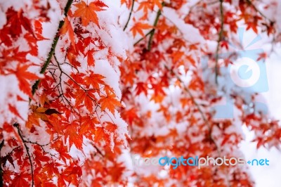 Red Fall Maple Tree Covered In Snow,south Korea Stock Photo