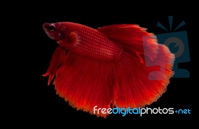 Red Fighting Fish Stock Photo