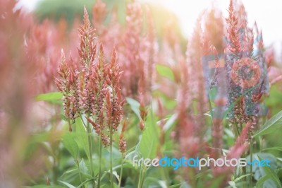 Red Flower In Winter Season Stock Photo