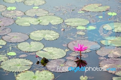 Red Flower Of Water Lily Stock Photo