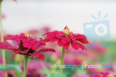 Red Flowers In Garden Stock Photo