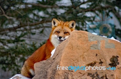 Red Fox In Her Winter Coat Stock Photo