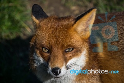 Red Fox (vulpes Vulpes) Stock Photo