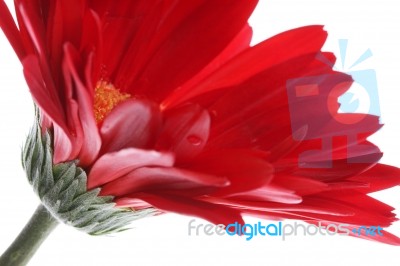 Red Gerbera With Water Drops Stock Photo