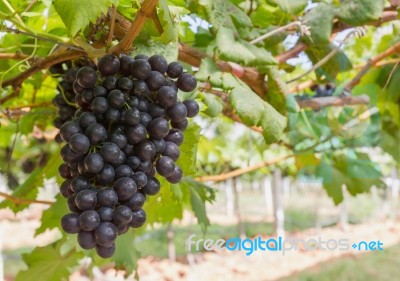 Red Grapes On The Vine Stock Photo