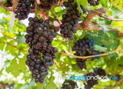 Red Grapes On The Vine Stock Photo
