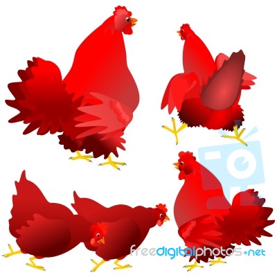 Red Hens And Roosters Stock Image