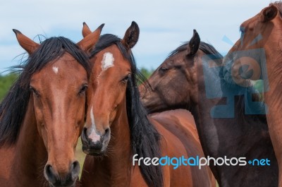 Red Horses Stock Photo