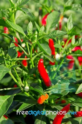 Red Hot Chilli On Plant  Stock Photo