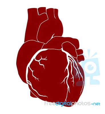 Red Human Heart Stock Image