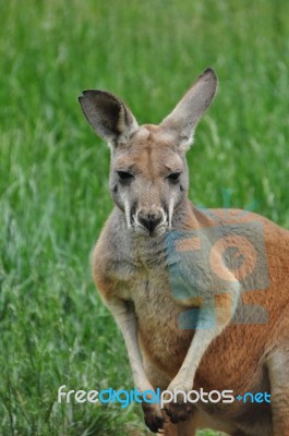 Red Kangaroo Stock Photo