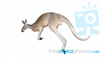 Red Kangaroo Jumping Stock Photo