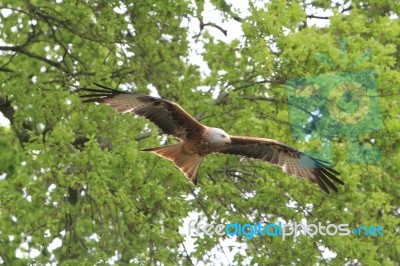 Red Kite Flying Through The Trees Stock Photo