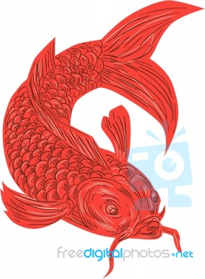 Red Koi Nishikigoi Carp Fish Drawing Stock Image