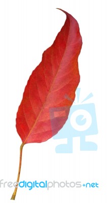 Red Leaf Stock Photo
