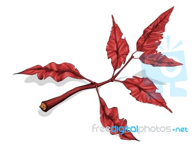 Red Leaves Stock Image
