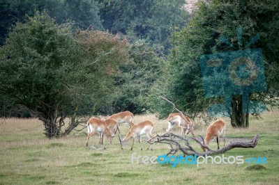 Red Lechwe Antelope (kobus Leche) Stock Photo