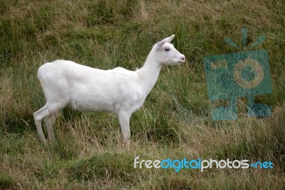 Red Lechwe Antelope (kobus Leche) Stock Photo