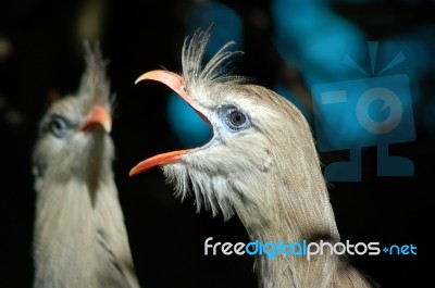 Red-legged Seriemas Stock Photo