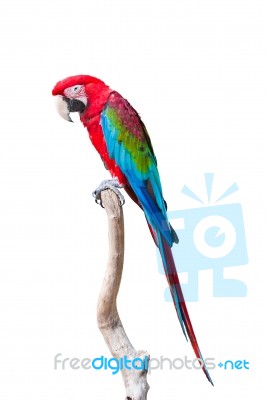 Red Macaw Stock Photo