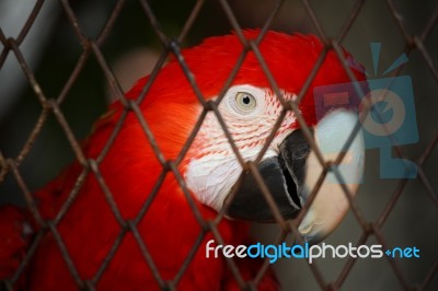 Red Macaw In Bird Cage Stock Photo