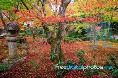 Red Maple Tree On Enkoji Temple Garden In Kyoto Stock Photo