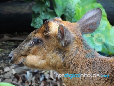 Red Muntjac Stock Photo