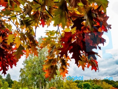 Red Oak Tree (querus Rubra) Stock Photo