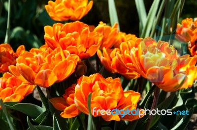 Red Orange Tulips Garden Stock Photo Red Orange Tulips Garden Stock Photo