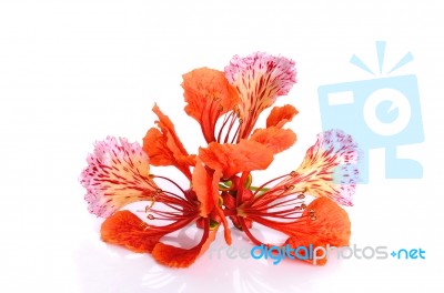 Red Peacock Flower Isolated On The White Background Stock Photo