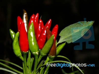 Red Peppers Stock Photo