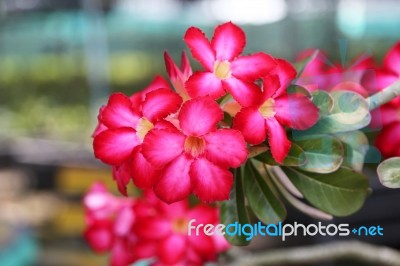 Red Pink Adenium In Plants Nursery Stock Photo