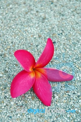 Red Plumeria Flower Stock Photo