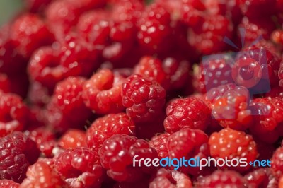 Red Raspberry Fruit Stock Photo